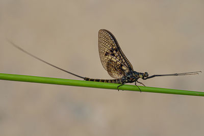 Close-up of dragonfly on plant