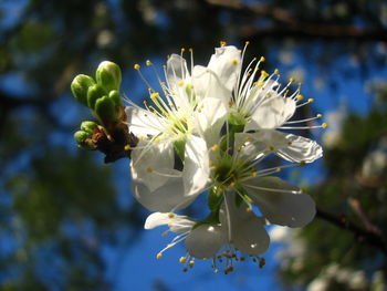 Close-up of white cherry blossom on tree