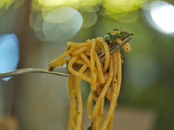 Close-up of fresh yellow flower