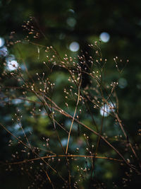 Close-up of plants growing on field