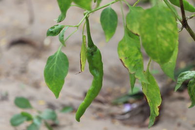 Close-up of green chili peppers plant