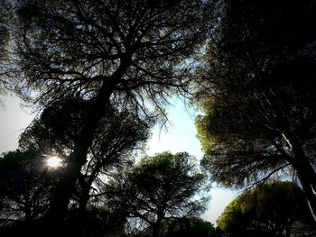 Low angle view of trees