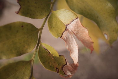 Close-up of flowering plant leaves during autumn