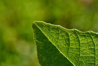 Close-up of green leaf