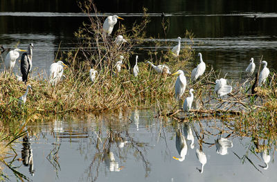 View of birds in lake