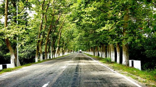 Road amidst trees