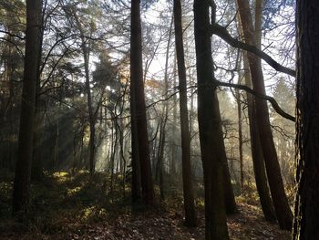 Low angle view of trees in forest