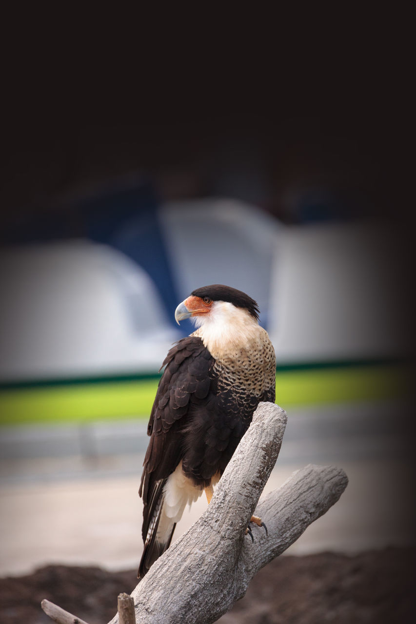 CLOSE-UP OF BIRD PERCHING ON A WOOD