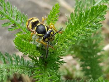 Close-up of insect on plant