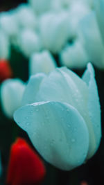 Close-up of water drops on leaf