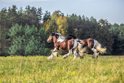 Horses running in a field