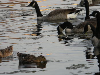 Ducks swimming in lake