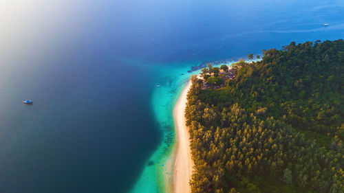 High angle view of trees on beach