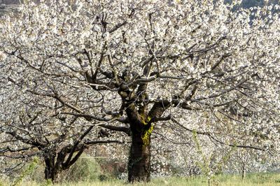 Low angle view of cherry blossom tree