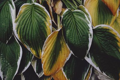 High angle view of succulent plant leaves