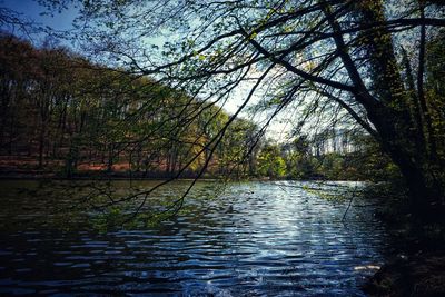 Scenic view of river in forest against sky