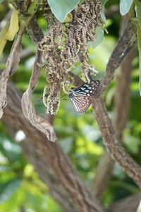 Close-up of butterfly on tree