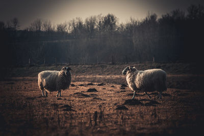 Sheep in a field