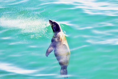 Fish swimming in sea
