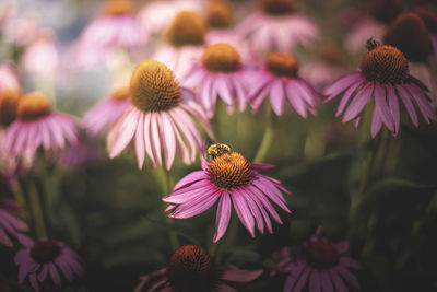 Close-up of flowers blooming outdoors