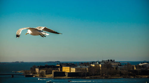 Seagull flying over water against clear sky