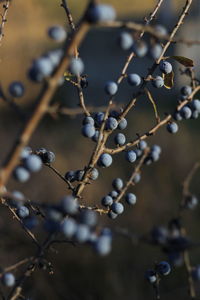 Close-up of berries growing on tree