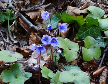 Close-up of purple flower growing on plant