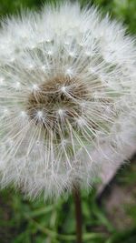 Close-up of dandelion