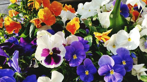 Close-up of multi colored flowers blooming outdoors