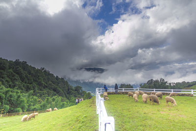 Panoramic shot of sheep grazing on field against sky