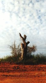 Trees on field against cloudy sky