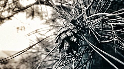 Close-up of plant