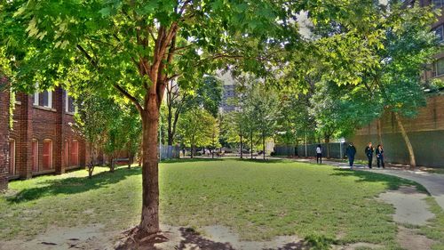 Trees in park