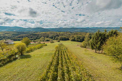 Scenic view of agricultural field against sky