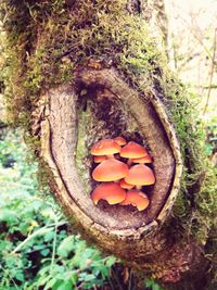 Close-up of mushrooms growing in forest