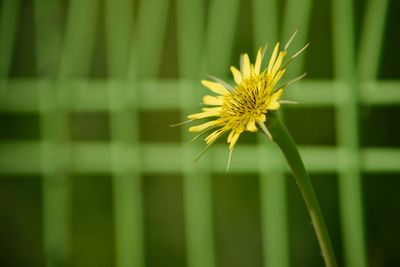 Close-up of yellow flowering plant