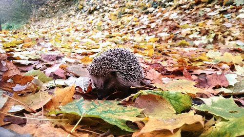 Butterfly on autumn leaves