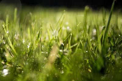 Close-up of wet grass on field