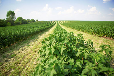 Blackcurrant field