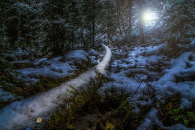 Trees in forest during winter