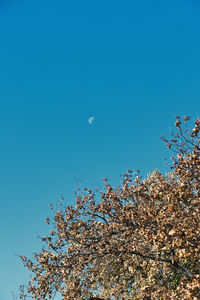 Low angle view of cherry blossom against blue sky