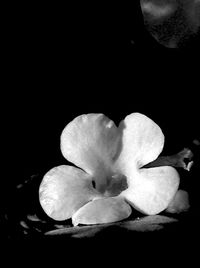 Close-up of flower over black background