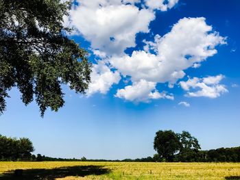 Scenic view of trees on field against sky