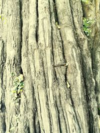 Full frame shot of tree trunk