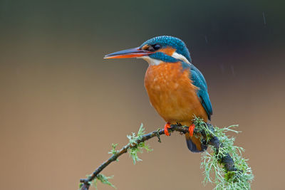 Close-up of kingfisher perching on twig