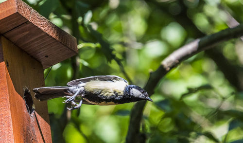 Close-up of bird perching on branch