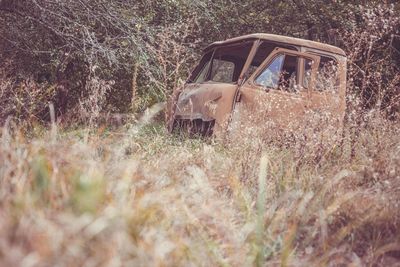 Abandoned plants on field