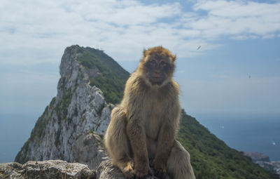 Close-up of monkey sitting on rock by sea against sky