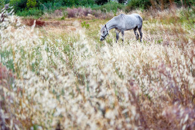 Side view of a horse on field