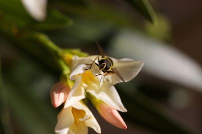 Close-up of insect on flower